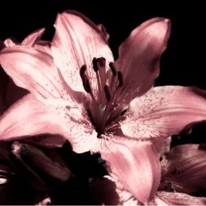 Meet your Posher, Angie !!